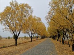 -野鸭湖国家湿地公园