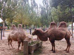 -长白岛森林公园