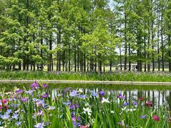 -上海共青森林公园