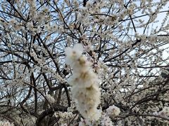 -广州市流溪河国家森林公园