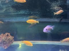 -沙沙哗啦海洋馆(华宇百花谷店)