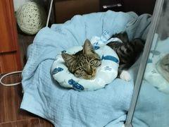 -伟伟宠物医院·瑞派猫友好医院·猫科(光谷店)