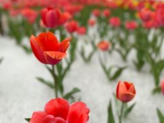 -朝阳公园