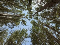 -艾提尕尔清真寺