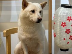 -柴迷FANS CLUB·柴犬狗咖·猫咖