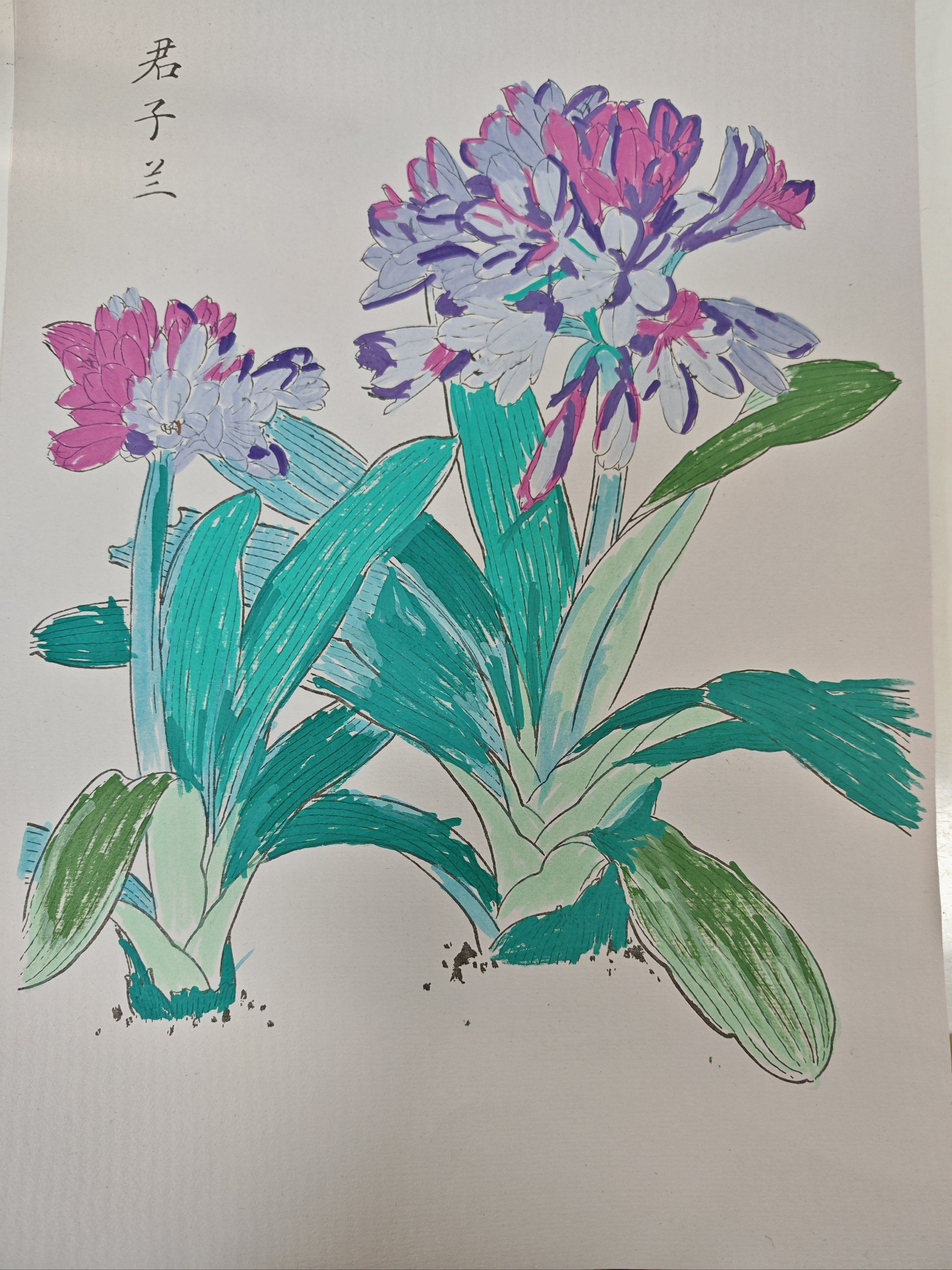 今天画的君子兰