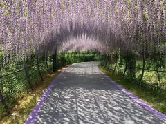 -大塘金香草谷