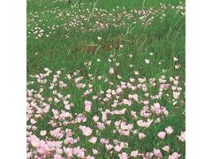 -洋湖国家湿地公园