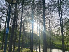 -贡湖湾湿地公园