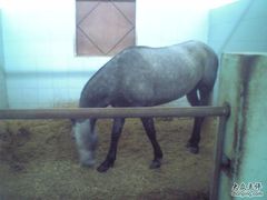 -松声马术俱乐部