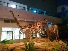 -自贡恐龙博物馆