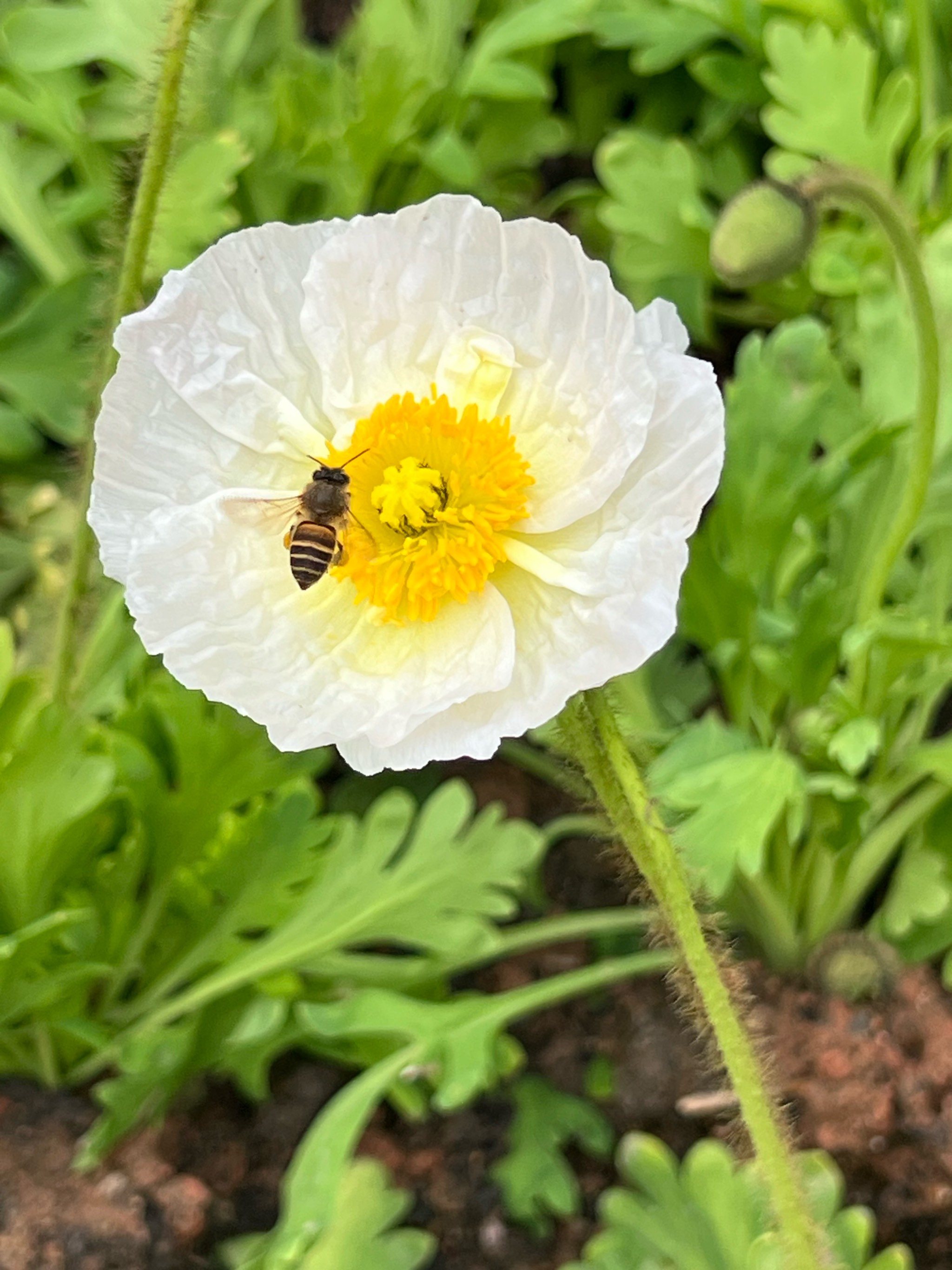 随手拍下街边一朵花#生活需要仪式感#给你们看看我的生活#0元妥转