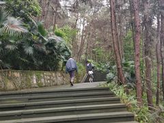 -铁山坪森林公园