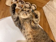 -滚猫咖啡·猫咖·猫友好撸猫(未来城店)