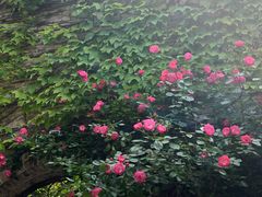 -河畔春天时尚餐厅