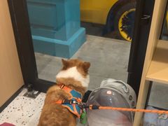 -瑞派康怡24h宠物医院·犬猫医疗中心·微创绝育(瑞景分院)