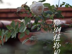 -深圳仙湖植物园