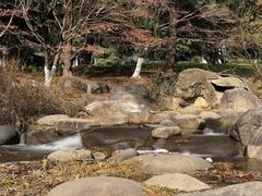 -上海共青森林公园