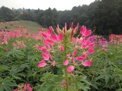 iphone_upload_pic-保利石象湖景区
