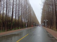 -日照海滨国家森林公园