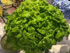 -东海朗廷酒店-唐阁T’ANG COURT 中餐厅