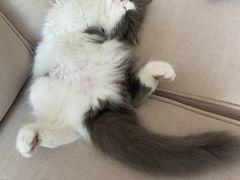 -屋虎猫馆(宝安大仟里店)