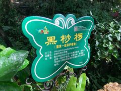 -呀诺达热带雨林