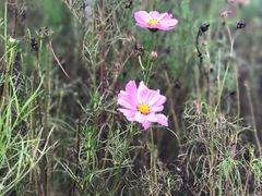 -华夏食府中餐厅(中原路店)