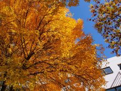 -北京国家会计学院