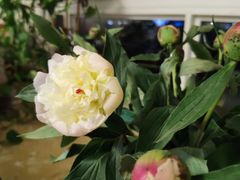 -三圣花乡旅游区