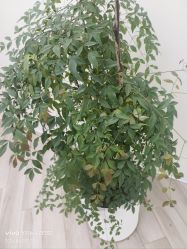 -HEYAN荷妍专业脱毛连锁机构
