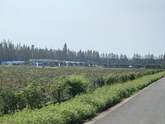 -上海长兴岛郊野公园