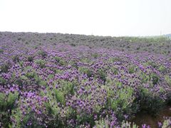 -大塘金香草谷