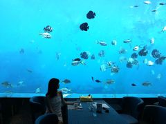 -瑞德姆美人鱼海底演艺主题餐厅(亚龙湾店)