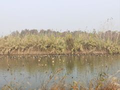-池杉湖湿地公园