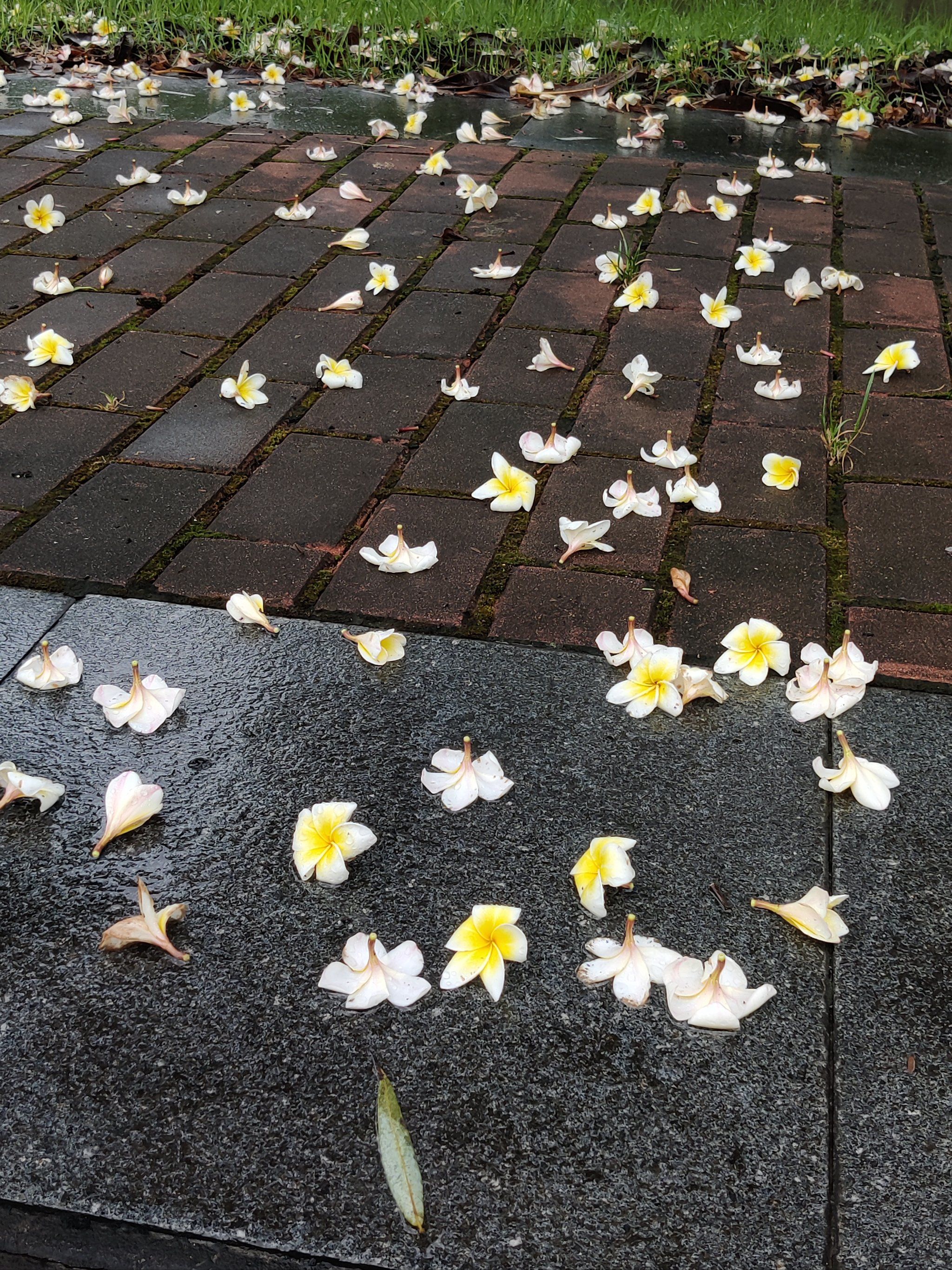 天天领红包 
被雨打下的落花
