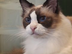 -猫猫幼稚园·撸猫·桌游·电玩