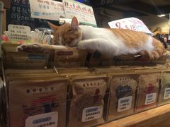 -猫的天空之城概念书店(西塘古镇店)
