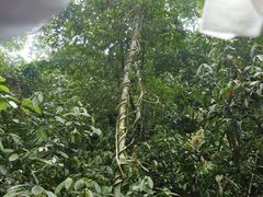 -西双版纳原始森林公园