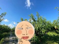 -樂桃源奉贤黄桃种植采摘基地