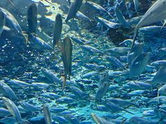 -上海海洋水族馆