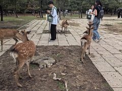 -奈良公园