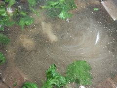 -百年尹氏汤包(湖南路狮子桥店)