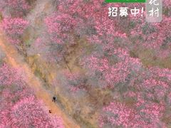 -新建村梅花