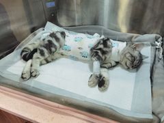 -萌兽医馆·犬猫专科·眼科中心·宠物医院(朝阳门分院)