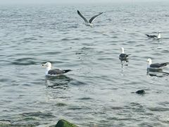 -银沙滩浴场