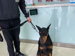 -特一安24小时宠物医院·骨科·中兽医