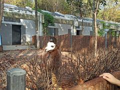 -合肥野生动物园