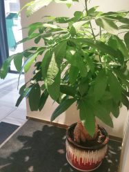 -苑苑vbeauty科技美容SPA