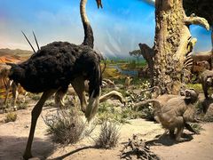 -国家自然博物馆